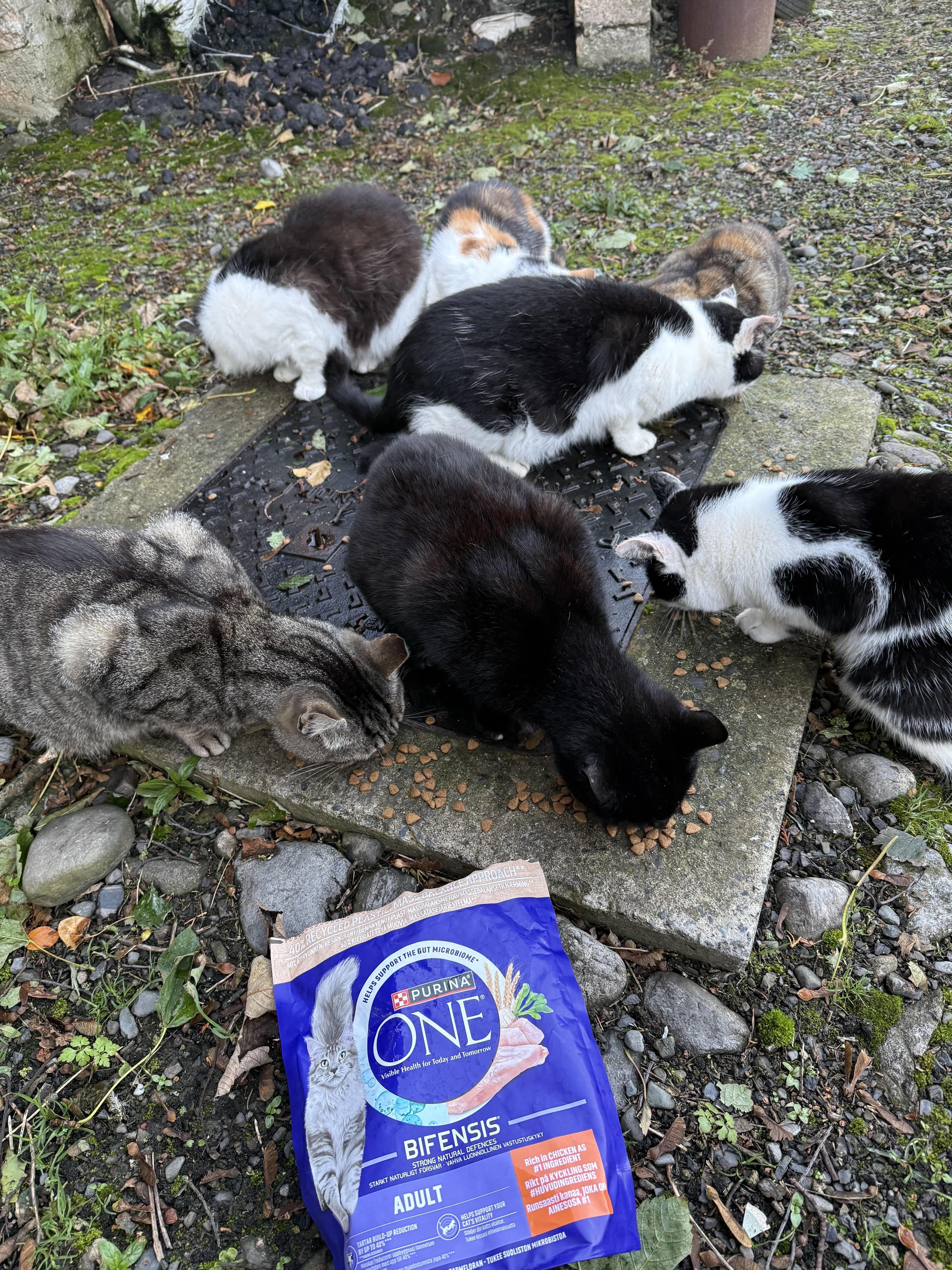 Hermes with the colony